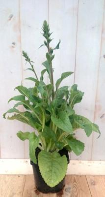 Vingerhoedskruid Digitalis purpurea roze 40 cm Warentuin Natuurlijk - Warentuin natuurlijk