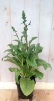 Vingerhoedskruid Digitalis purpurea roze 40 cm Warentuin Natuurlijk - Warentuin natuurlijk - thumbnail