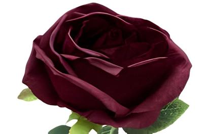 Enkele donkerrode roos Buitengewoon de Boet - Buitengewoon de boet Enkele donkerrode roos Buitengewoon de Boet - Buitengewoon de boet