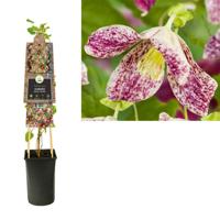 Klimplant Clematis Cirrhosa Freckles - Paarse Bosrank - thumbnail
