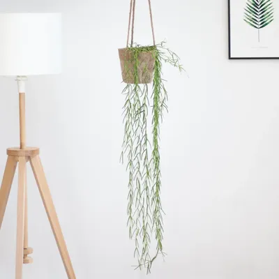 Hoya Linearis - Wasbloem - P12