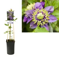 Kleinbloemige Clematis Florida Taiga PBR 75 cm klimplant - thumbnail