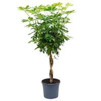 Schefflera gold capella gevlochten kamerplant - thumbnail