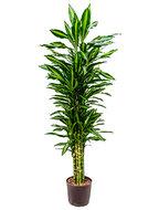 Dracaena cintho rio de janeiro hydrocultuur plant