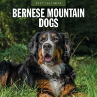 Berner Sennen Kalender 2027 - thumbnail