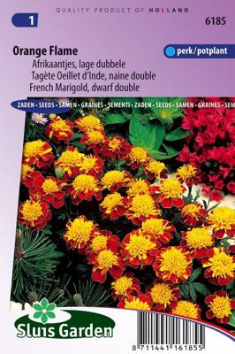 Lage dubbele Afrikaantjes bloemzaden – Orange Flame