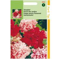 Zaden Papaver Slaapbol gemengd Hortitops - Hortitops - thumbnail