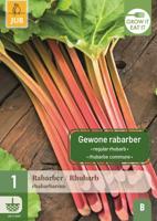 Rabarber Rhubarb rhabarbarum - thumbnail