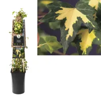 Bonte klimop (Hedera helix "Goldheart") klimplant - thumbnail