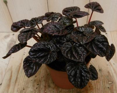 2 stuks! Kamerplant Sienna Sunset Peperomia Schumi Red Viridi Warentuin Natuurlijk - Warentuin natuurlijk