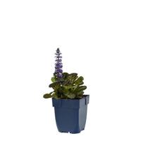 Ajuga reptans Atropurpurea vaste plant Griffioen - Griffioen - thumbnail