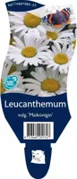 Leucanthemum v. Maikonigin vaste plant Griffioen - Griffioen - thumbnail