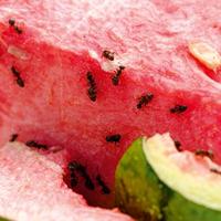 Gardigo ant-repellent 66988 Insectenverschrikker Ultrasoon (b x h x d) 65 x 65 x 68 mm Wit 1 stuk(s) - thumbnail