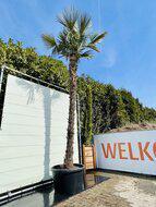 Palmboom - Trachycarpus Fortunei - thumbnail