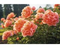 Paeonia (LD) Coral Sunset Griffioen - Griffioen - thumbnail