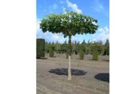 Dak Spaanse aak - thumbnail