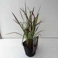 Japans bloedgras (Imperata cylindrica "Red Baron") siergras - thumbnail