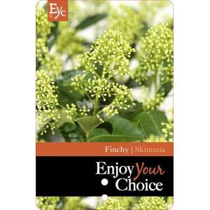 Skimmia (Skimmia Japonica “Finchy”®) heester - 50-60 cm (C15) - 4 stuks