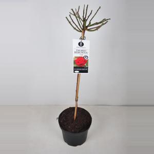 Grootbloemige roos op stam (rosa "Ingrid Bergman"®) - Op stam 70 cm - 1 stuks