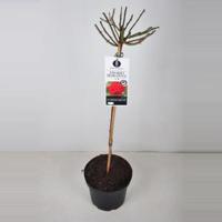 Grootbloemige roos op stam (rosa "Ingrid Bergman"®) - Op stam 70 cm - 1 stuks - thumbnail