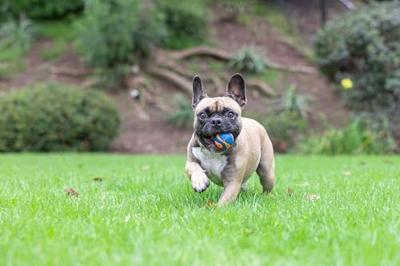 CHUCKIT ULTRA SQUEAKER BAL