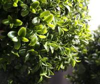 Buxus kunsttak 50cm - UV bestendig - thumbnail