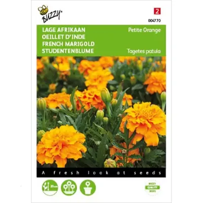 Tagetes, lage Afrikaan Petite Orange