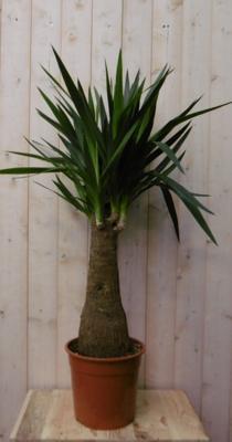 Palmlelie Yucca Elephantipes potmaat 22 cm H90-110 cm 1 dikke stam kamerplant Warentuin Natuurlijk - Warentuin natuurlijk