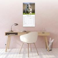 Australian Shepherd Kalender 2026 - thumbnail