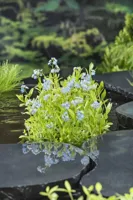 Waterplant Myosotis palustris - thumbnail