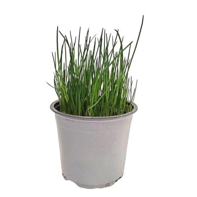 Uiengras Allium schoenoprasum kruidenplant Warentuin Natuurlijk - Warentuin natuurlijk