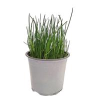 Uiengras Allium schoenoprasum kruidenplant Warentuin Natuurlijk - Warentuin natuurlijk - thumbnail