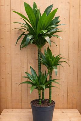 Drakenbloedboom Dracaena Fragrans Janet Lind/Groen H110-130 cm potmaat 23 cm 3 stammen kamerplant Warentuin Natuurlijk - Warentuin natuurlijk