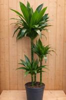Drakenbloedboom Dracaena Fragrans Janet Lind/Groen H110-130 cm potmaat 23 cm 3 stammen kamerplant Warentuin Natuurlijk - Warentuin natuurlijk - thumbnail