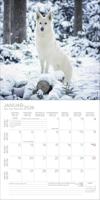 Honden Kalender 2026 - thumbnail