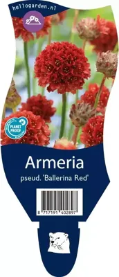 Armeria pseud. Ballerina Red vaste plant Griffioen - Griffioen Armeria pseud. Ballerina Red vaste plant Griffioen - Griffioen