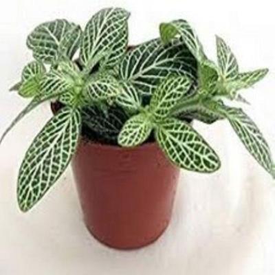 Fittoria Wit Viridi kamerplant Warentuin Natuurlijk - Warentuin natuurlijk