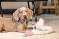 Beeztees Puppy flatino unicorn lo wit 74cm - thumbnail