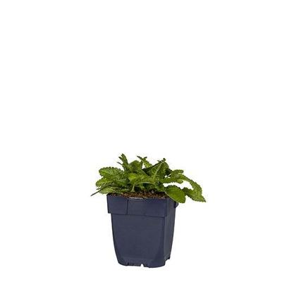 Stachys mon. vaste plant Griffioen vaste plant Griffioen - Griffioen