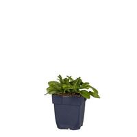 Stachys mon. vaste plant Griffioen vaste plant Griffioen - Griffioen - thumbnail