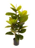 Rubberboom 90 cm kunstplant Oosterik Home - Oosterik home - thumbnail