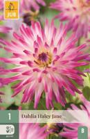 Dahlia hayley jane - thumbnail