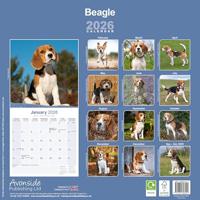 Beagle Kalender 2026 - thumbnail