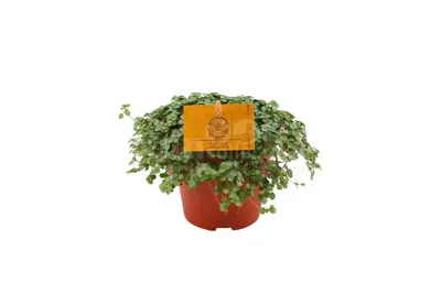 Eden Collection - Pilea Glauca Eden Collection - Pilea Glauca