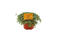 Eden Collection - Pilea Glauca - thumbnail