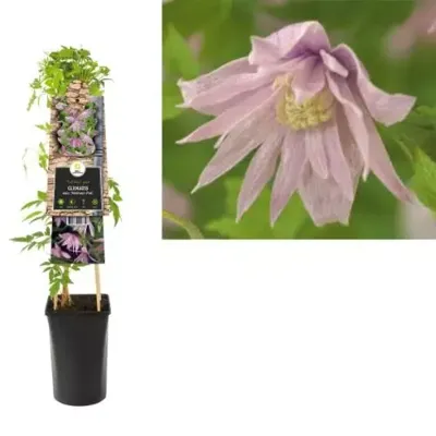 Roze bosrank (Clematis macropetala "Markham's Pink") klimplant