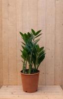 Emerald palm Zamioculcas potmaat 12 cm H20-40 cm kamerplant Warentuin Natuurlijk - Warentuin natuurlijk - thumbnail