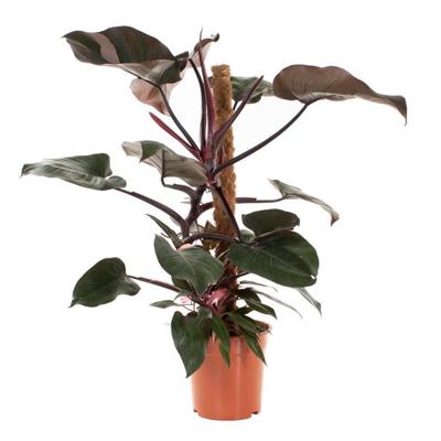 Philodendron Pink Princess - P 21 cm