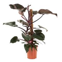 Philodendron Pink Princess - P 21 cm - thumbnail
