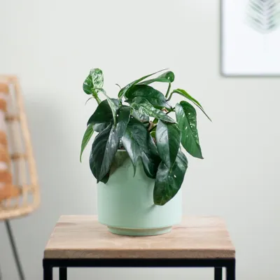 Epipremnum Pinnatum Variegata - P15